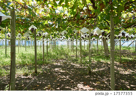 ぶどう棚の木漏れ日 by shokoraID:1897197- 写真共有サイト:PHOTOHITO