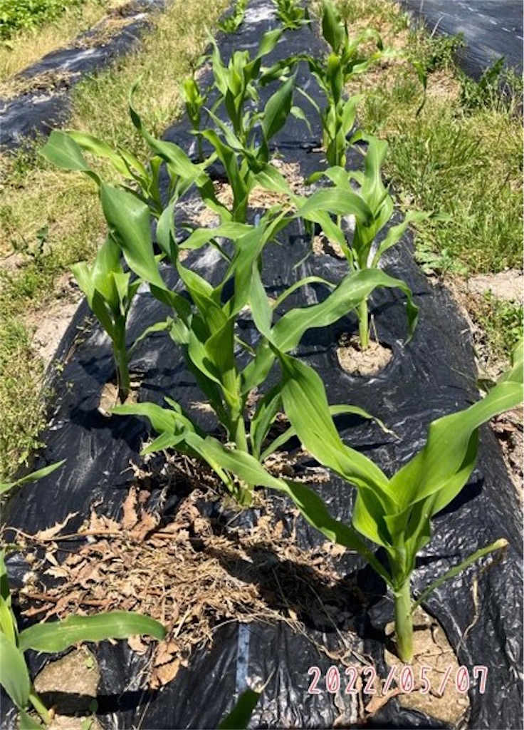 タキイのスイートコーン栽培マニュアル野菜栽培マニュアル調べるタキイ種苗株式会社