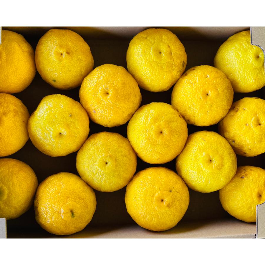 鬼柚子 獅子柚子 ジャム 作り方 マーマレード レシピ 爽やか＆優しい味わい - YouTube