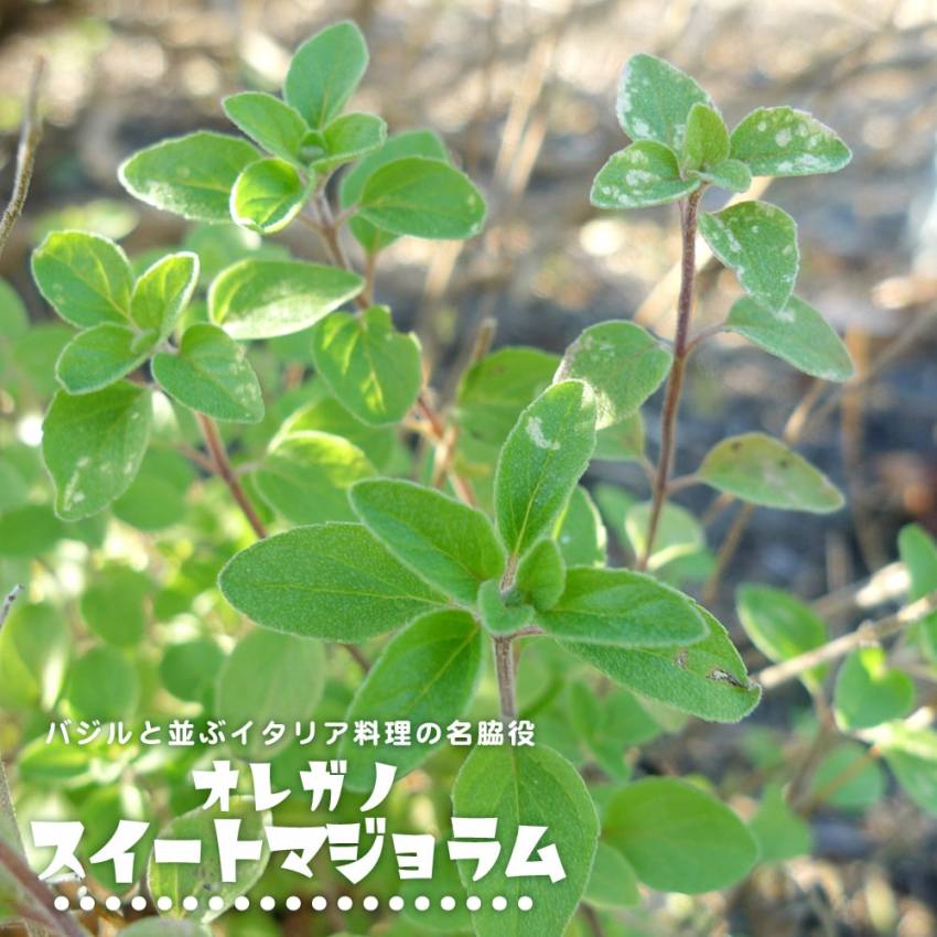 オレガノ マジョラム Origanum シソ科