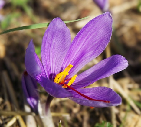 サフラン」スパイス&ハーブ 1g クレオパトラも愛した香料 スペイン産。全国送料無料でポスティング!すぱいす工房BONGA