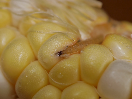 トウモロコシを食らう芋虫の正体！虫の生態に惹かれて