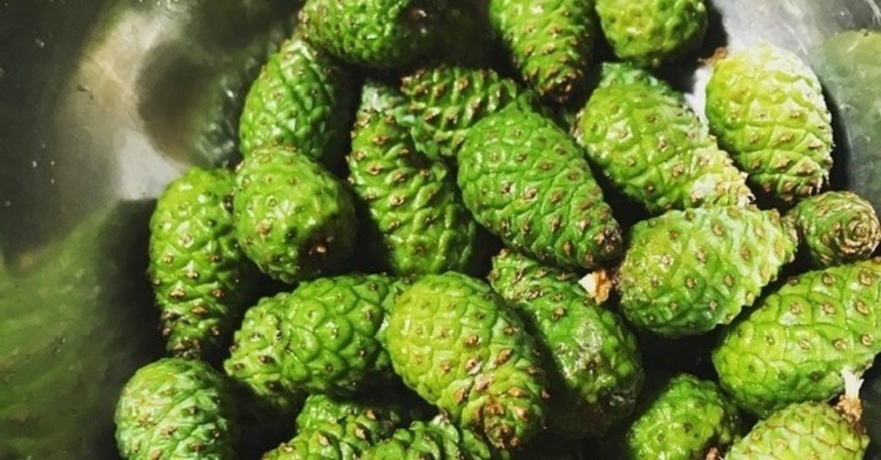 大きな松の実が取れる松ぼっくりはこんなに大きい‼️ 日本でよく見る松とはまた別の松で、朝鮮五葉松という種類の松です。高さ30メートル級の大きい松から特大の松ぼっくりを収穫します。 そんな松ぼっくりから特大のクリーミーな松の実が採れます☺️長寿薬膳堂薬膳