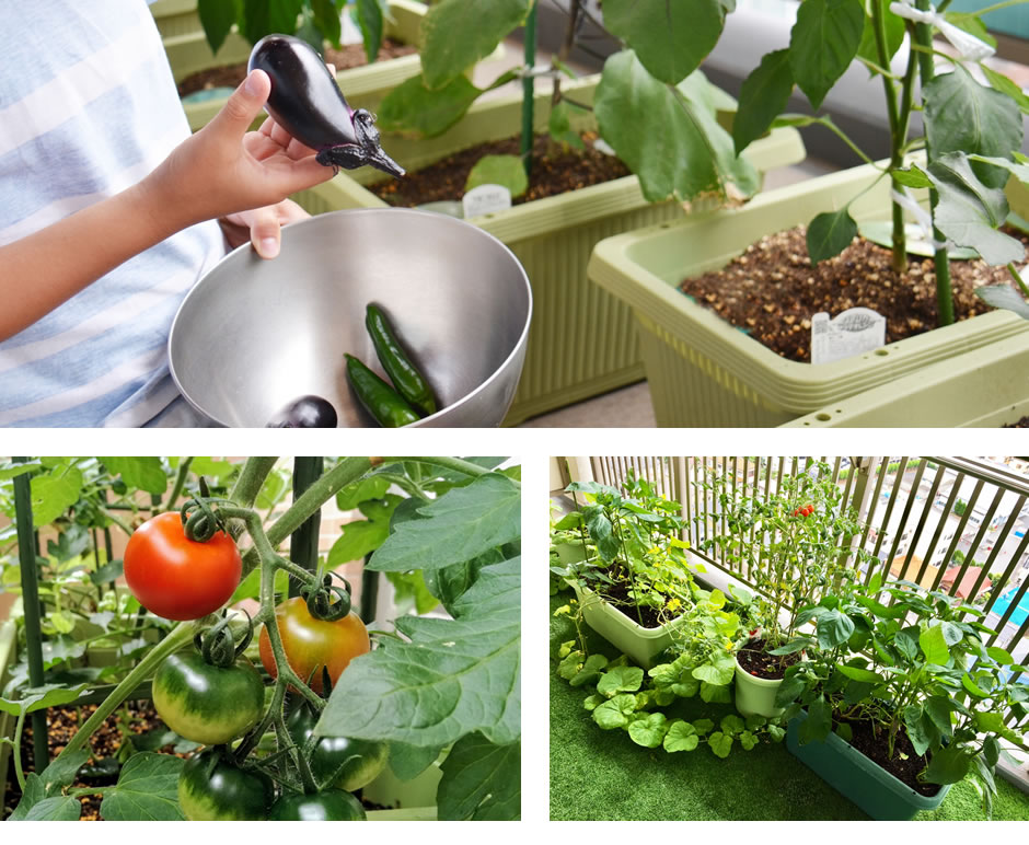 ベランダで家庭菜園に挑戦!プランターでも栽培できる育てやすい果物をご紹介します田中ぶどう園公式オンラインショップ