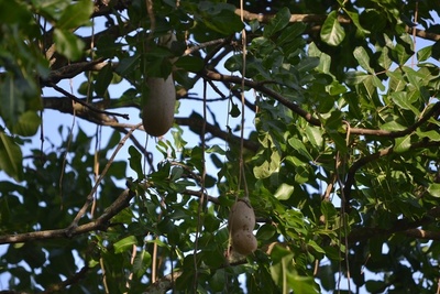 フルーツ、スパイス公園 Kigelia アフリカーナ花ソーセージ ツリーの写真素材・画像素材 Image 33678326