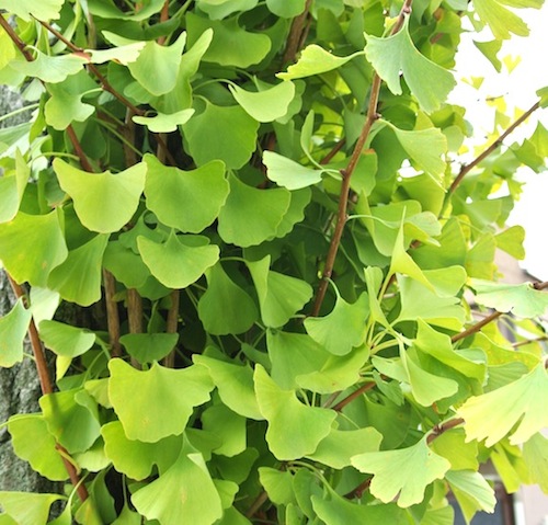 銀杏の葉っぱ - 株式会社いろどり