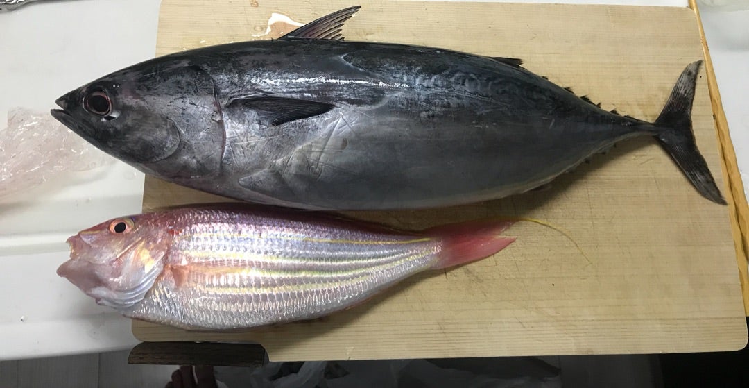 知る人ぞ知る脂まみれの幻のカツオ、スマガツオのさばき方