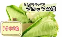 畑で摘みたてのキャベツ。収穫キャベツ。キャベツの頭、接写。キャベツの山。」の動画素材 ロイヤリティフリー 1095384891Shutterstock