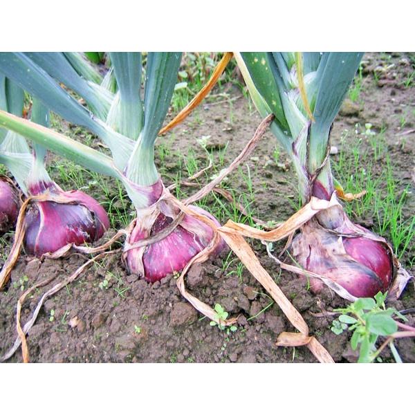 玉ねぎの収穫時期まいのうえん