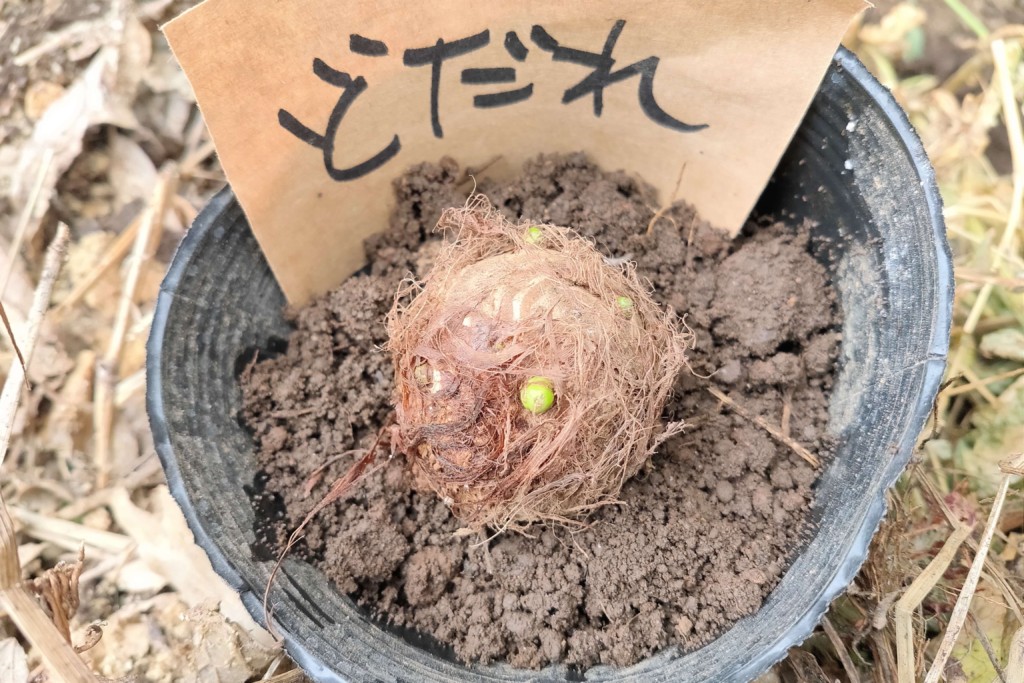 里芋の芽出し - カガヤキ農園