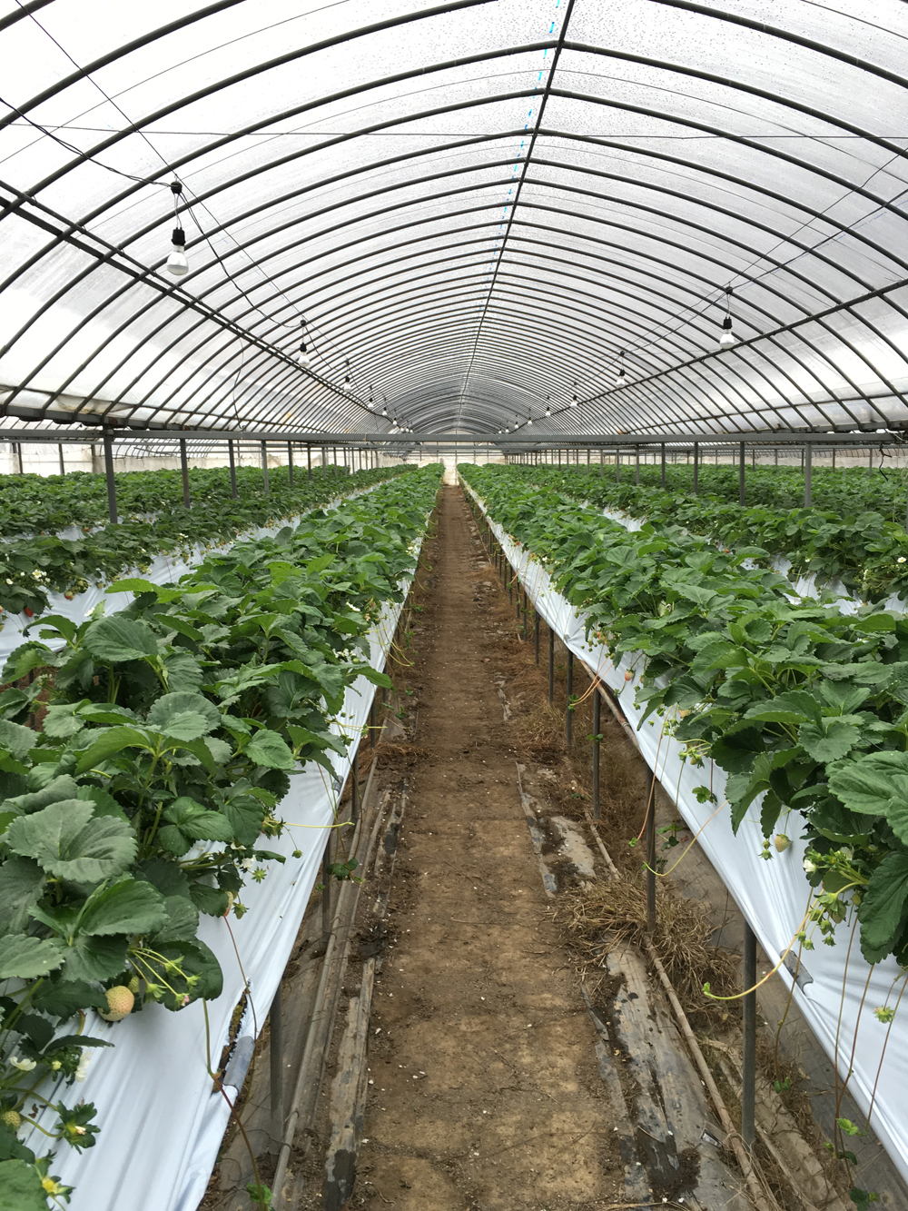 いちごの実がなりました🍓 去年から苗作り・土作りと全て自分でやって丁寧に育てたので市販の苗とは成長速度が全然違うでも雨降り続きでハチが少ないのか受粉に失敗した花が目立つ🤔いちご栽培家庭菜園ビニールハウスハウス栽培