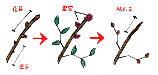 ブルーベリーの剪定佐用ブルーベリー園