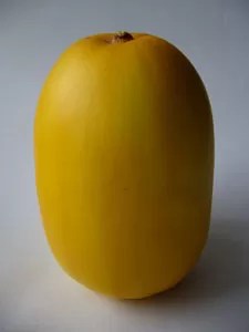 まっかうり、いただきました枇杷の木 - 楽天ブログ