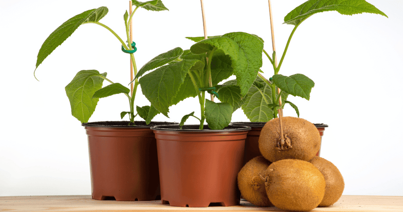 タンスに眠ってた」「マジで使わない」 薄手のハンカチの思わぬ活用法 – grapeグレイプ