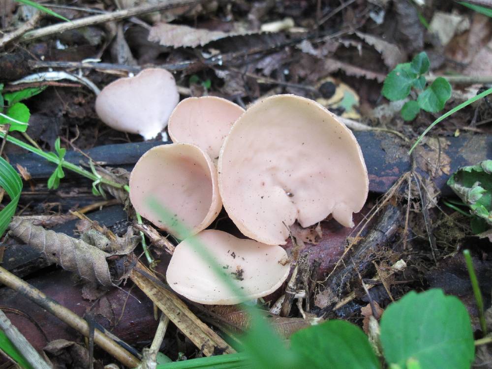 ヒイロチャワンタケきのこ図鑑