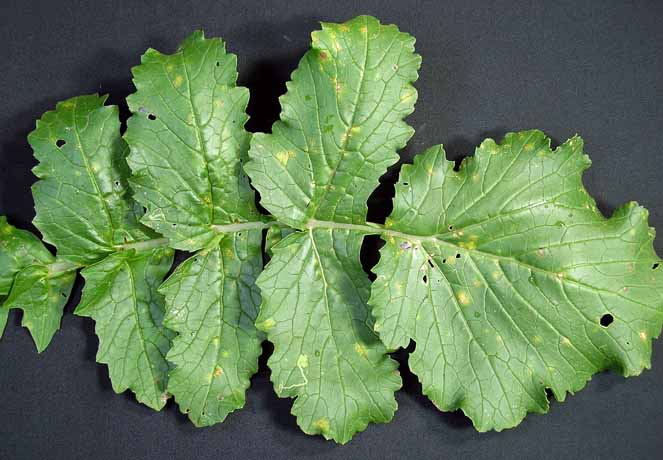 古くなった大根についてかなり前の大根を切ってみると放射状に白くてぶよぶよとした- Yahoo!知恵袋