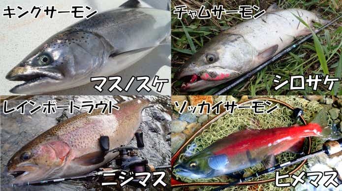 楽天市場 いくら 醤油漬け サーモントラウト 紅鮭 食べ比べ 250g×2 丼 軍艦 手巻き寿司 ちらし寿司 ギフト プレゼント : 食の達人森源商店