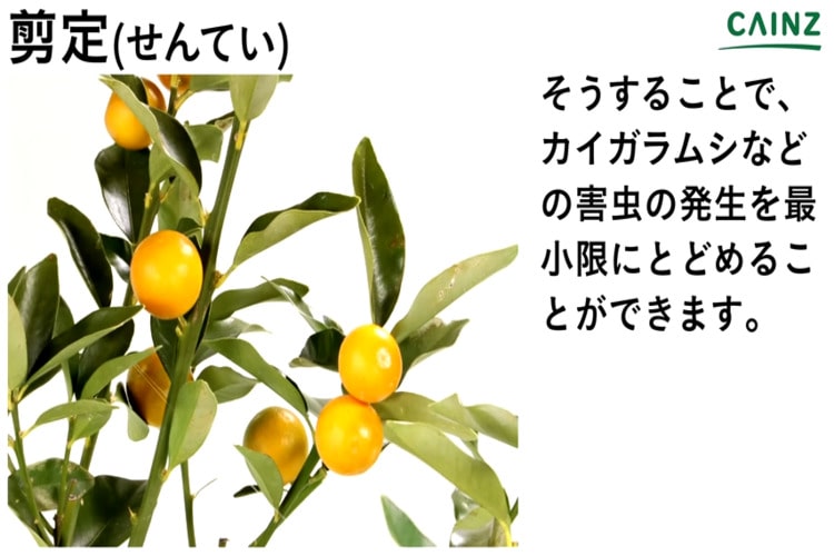 金柑の剪定方法-適した時期や注意するポイント・育て方のコツUMM 農業とつながる情報メディア