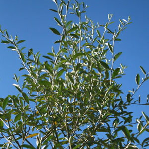 ヤナギバグミ - Wikipedia