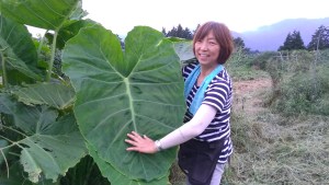 里芋の葉が枯れる。 水やりは1日おきです。 隣の里いもは枯れ 園芸相談Q＆Aみんなの趣味の園芸