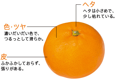 みかんの旬はいつ？主な品種別・産地別の収穫時期を解説HANKYU FOOD おいしい読み物フード 食品・スイーツ 阪急百貨店公式通販HANKYU FOOD
