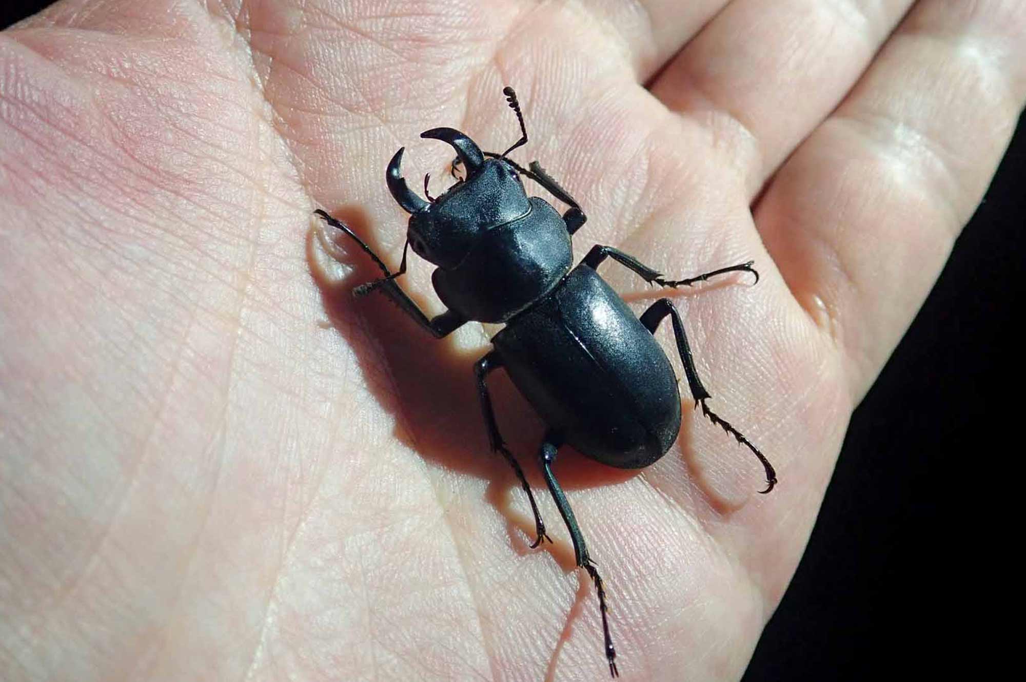 ニジイロクワガタの育て方 幼虫から飼育してみたCCガジェット