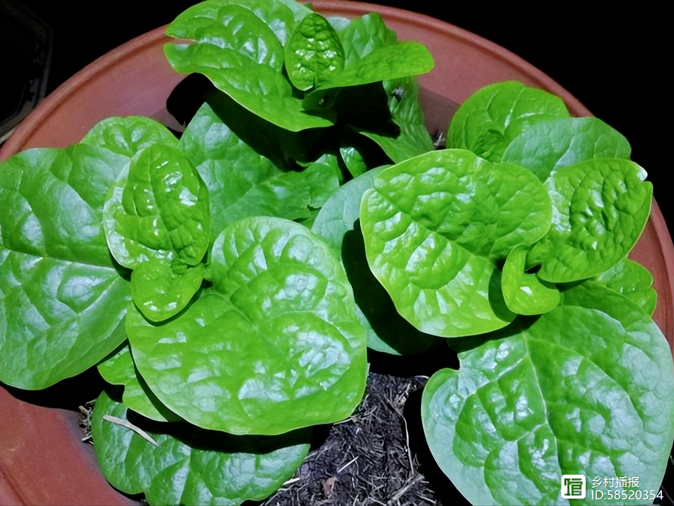 山形白い森のきのこハウス きくらげ栽培キット