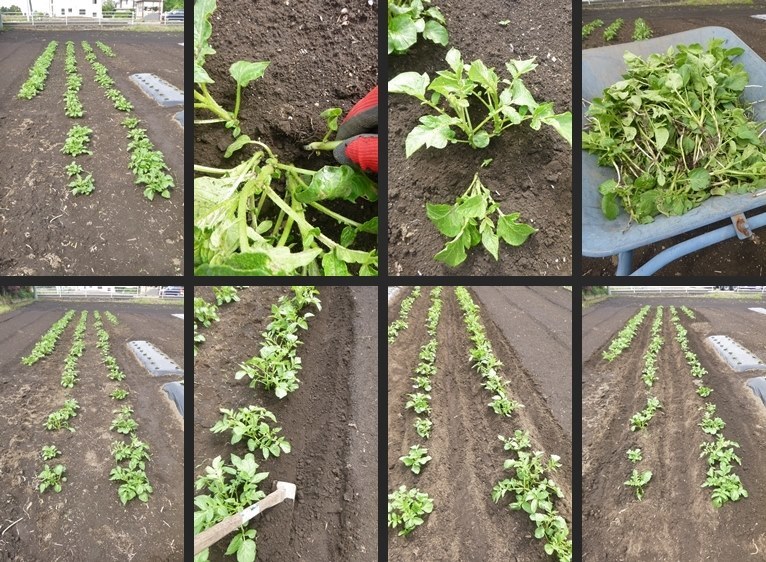 トマト栽培＆育て方 芽かきと着果促進 プランター家庭菜園入門カゴメ株式会社