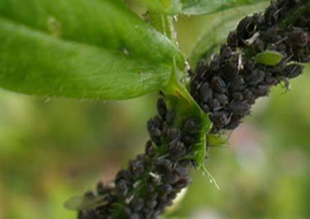 じゃがいもの土寄せと害虫 虫を見つけるだけじゃダメ！じゃがいもの被害に留まらない。ジャガイモ栽培 家庭菜園 テントウムシダマシ - YouTube