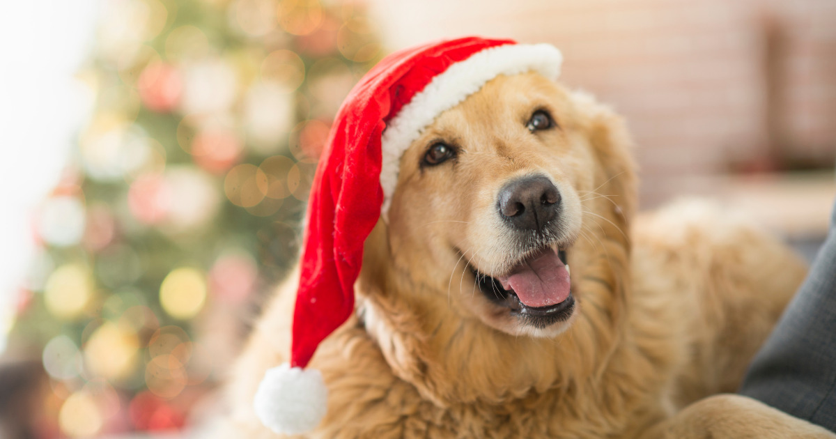 楽天市場 刺繍 生地 生産国韓国 の通販