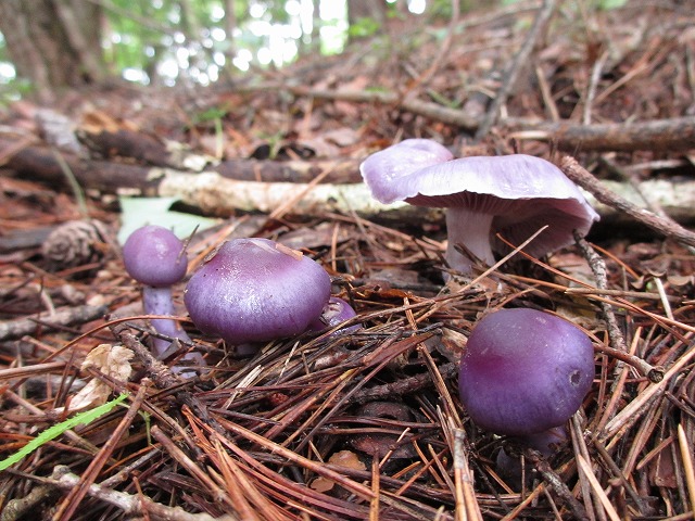 天然きのこ”ムラサキニセアブラシメジ・アミタケ”get!! - 飛騨季節料理 肴店主の日記