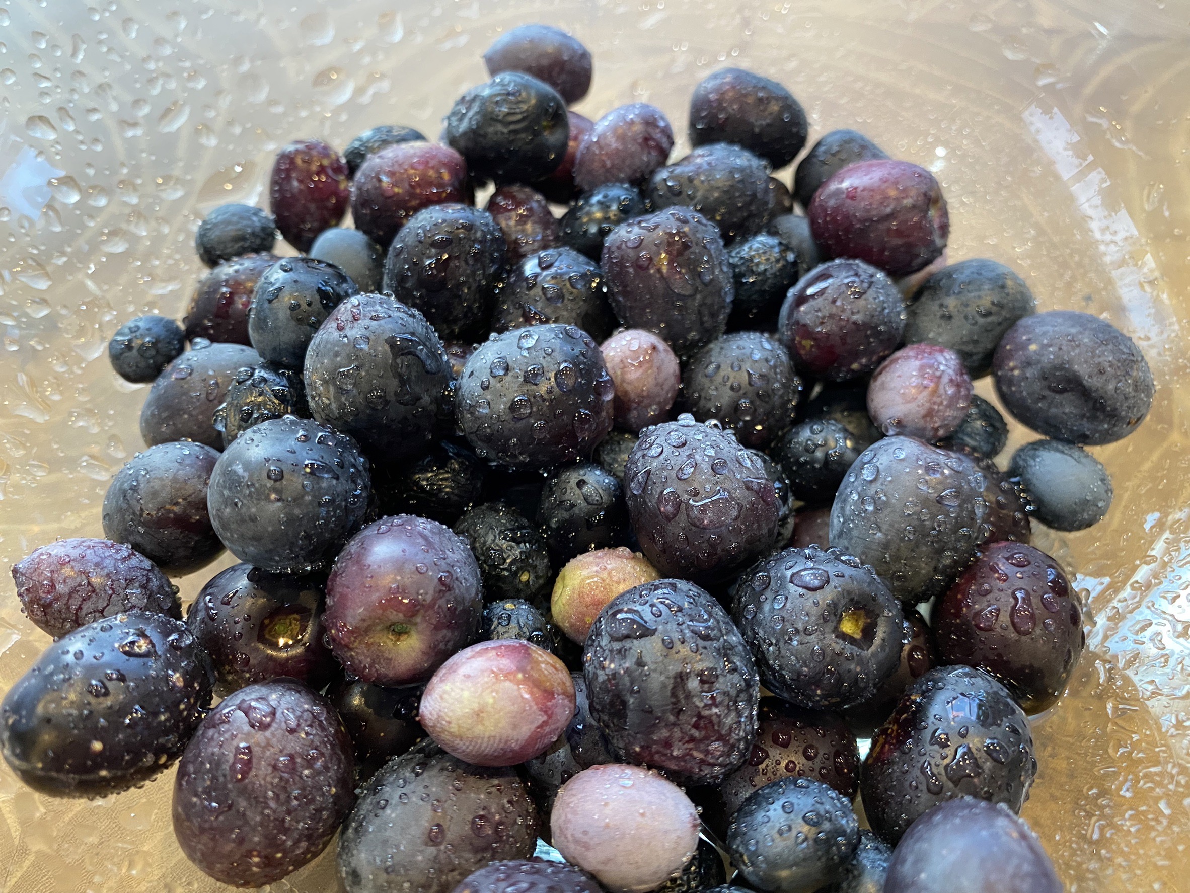 07.オリーブの収穫と出荷。オリーブの漬物と完熟オリーブオイル