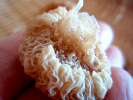 食べてはいけない『大根』の特徴4選 – シュフーズ