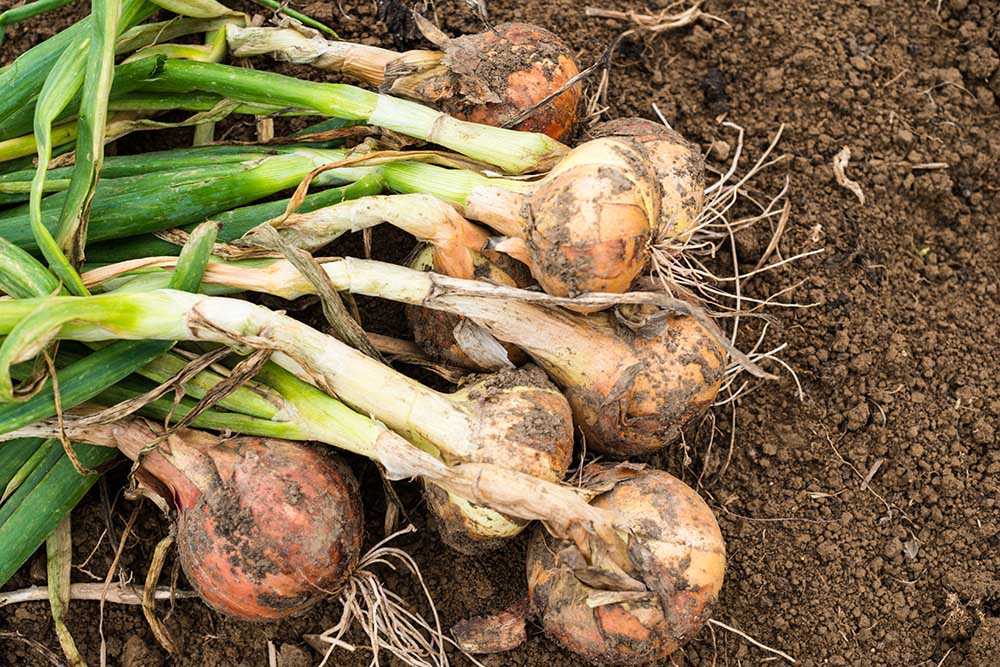たまねぎ 鉢植え の育て方KINCHO園芸