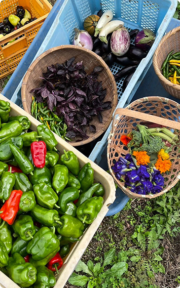 公式農 太結稲 広報on X: 