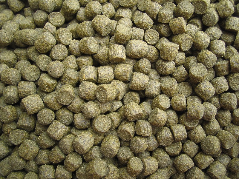 フラミンゴは食べ物によって色が濃くなる。鳥屋のひとりごと高橋琉河