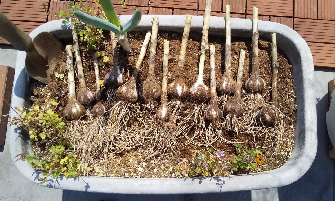 にんにくの収穫と乾燥についてごん坊や