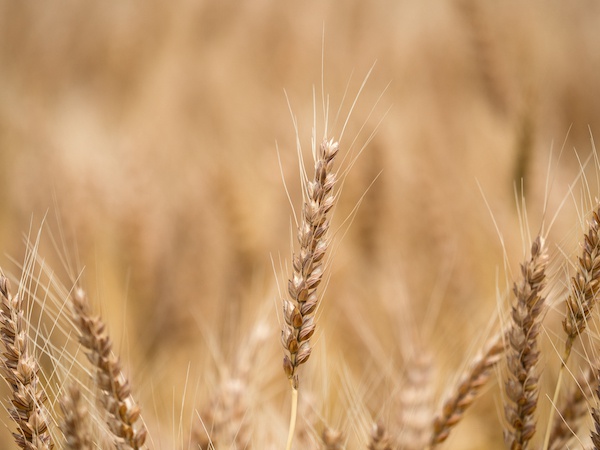 大麦、もち麦、押し麦、オーツ麦の違い：栄養素と特徴を徹底比較もちむぎ村