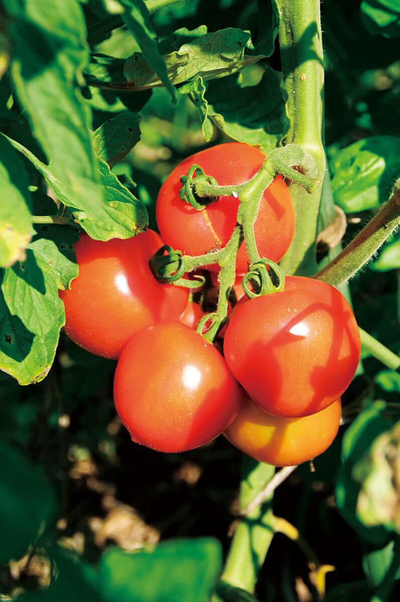 大玉トマトの脇芽かき・放任栽培の風通し対策・水やりニャハハの家庭菜園－ポタジェと水耕栽培