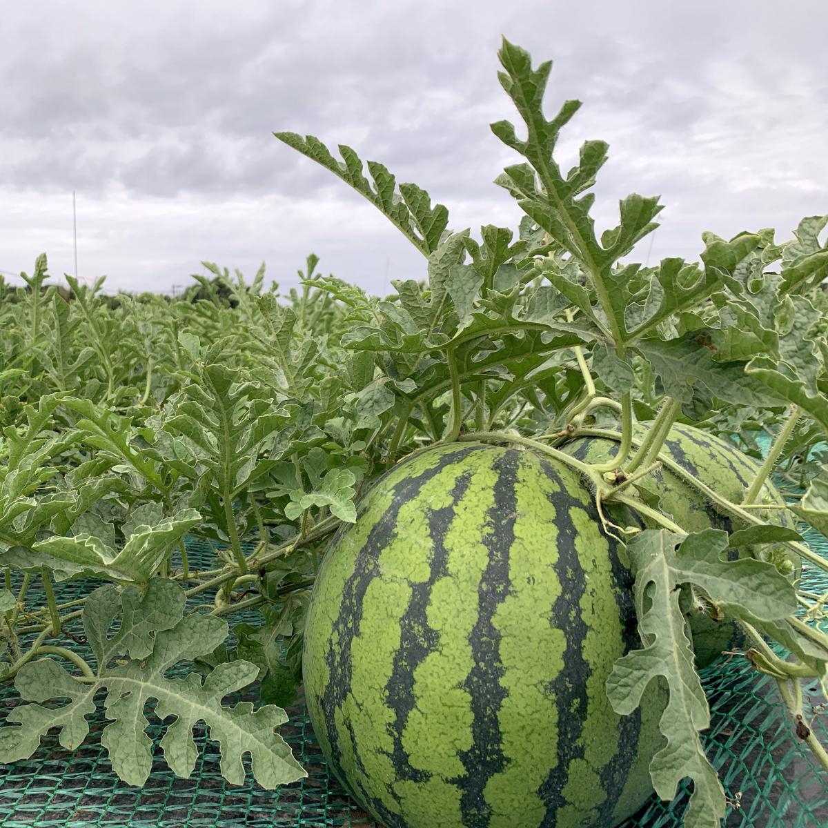 滝沢スイカ収穫体験～採れたてを頰張り笑顔滝沢市