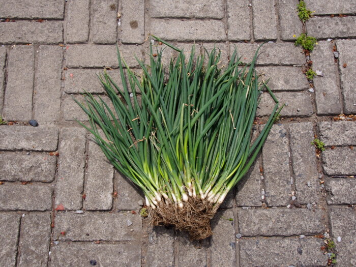 ノビル」・花の後~~吹き抜ける風と太陽を浴びて・心の行くまま流れるまま