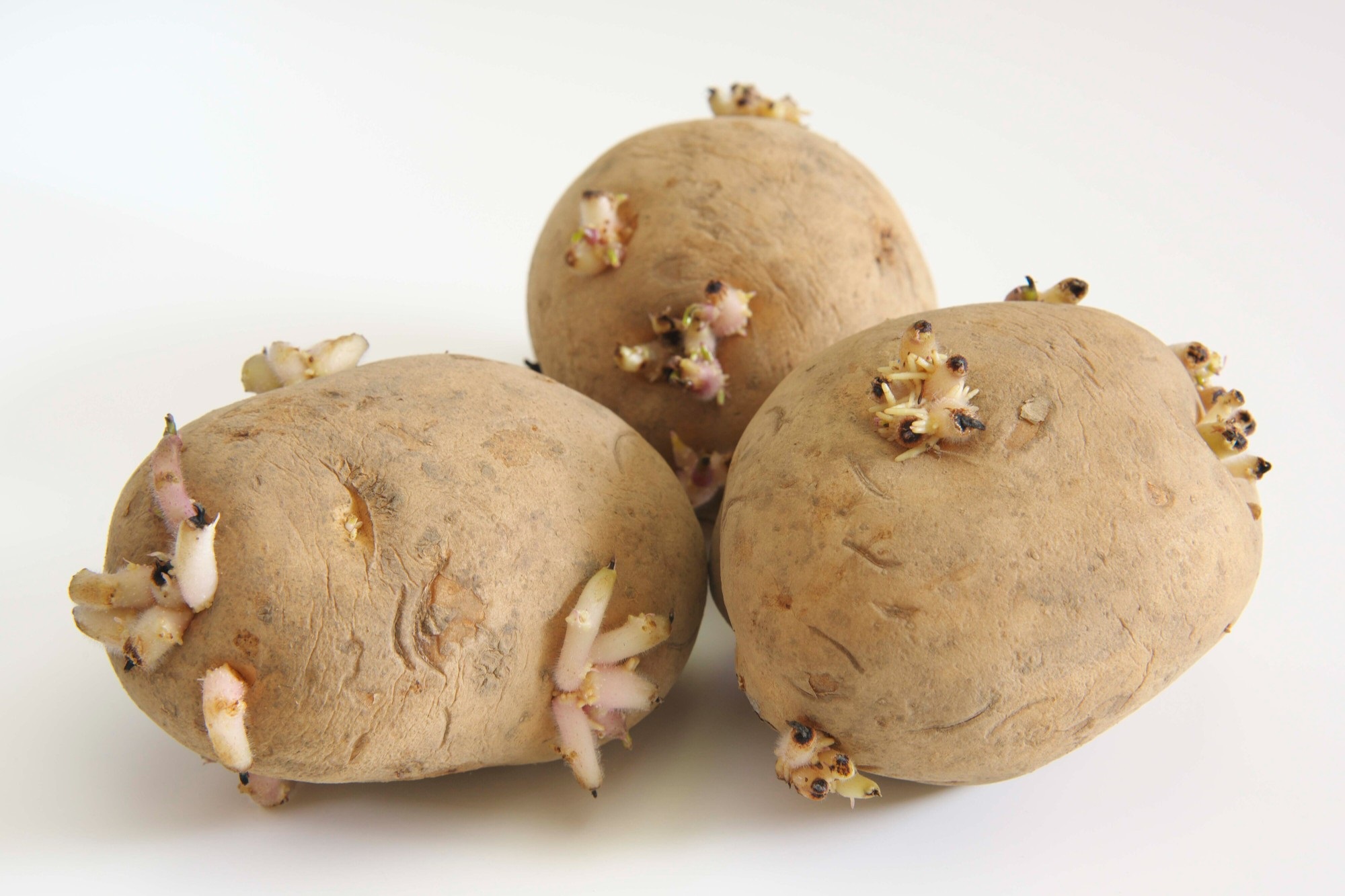 ソラニン と チャコニン - ごはんが作るボクが作るごはんつまのフーさんの養生食