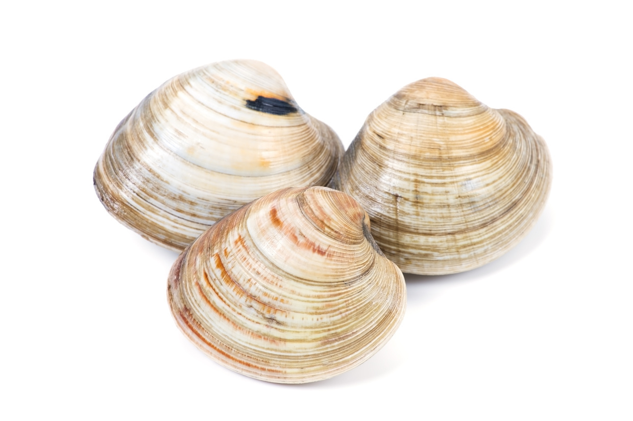 ホンビノス貝 1kg 約8〜1２個入り大あさり 大粒 蛤 冷凍・ホンビノス貝・ : seafoodmax - 通販 - Yahoo!ショッピング