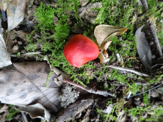 オオワライタケ 大笑茸Gymnopilus junonius- Picture Mushroom