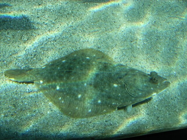 ヒラメとカレイの見分け方！獰猛なフィッシュイーターの生態とは – Fish Paradise