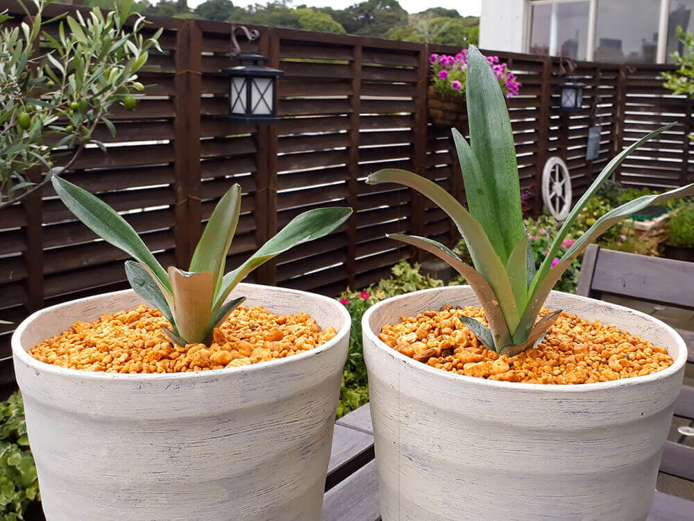 パイナップルは家庭で育つ! クラウン挿し栽培で果実を収穫GardenStoryガーデンストーリー