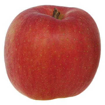 りんごの月齢別与え方 果物デビューは栄養満点のりんご！噛む練習にもぴったり。離乳食調理方法や与える時期をご紹介EDISONmamaエジソンママ