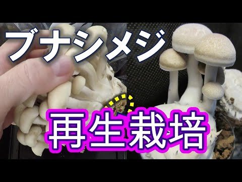 ぶなしめじほぐし 1kg長野myきのこの卸・スープ＆惣菜の業務用仕入れなら〜バイオコスモ通販サイト