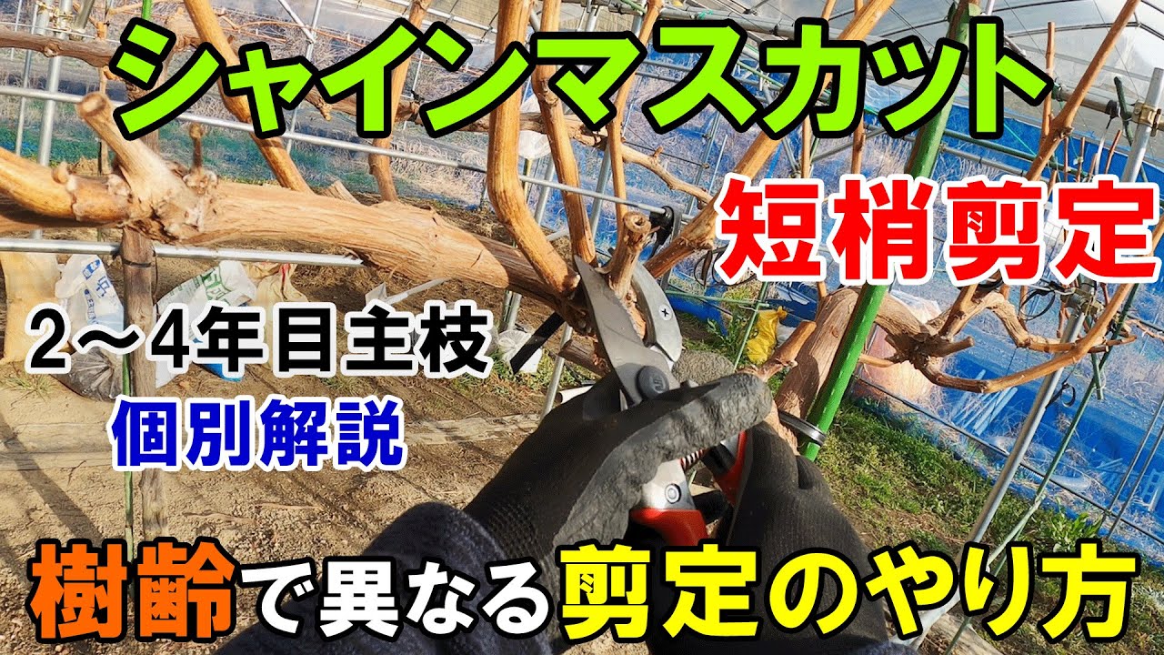 図解で理解するシャインマスカットの剪定方法と手順