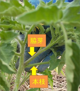 トマトとミニトマトの正しい脇芽取り 整枝のやり方